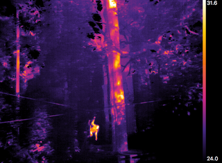 An orangutan caught from the ground using the drone’s thermal camera.